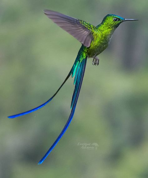 Colibrí Coludo azul Long-tailet sylph (Aglaiocercus Kingii ) #about_the_hummingbirds#hummingbirds #hummingbird #waycoolshots #bns_birds… Nature Wallpapers Aesthetic, Tattoo Hummingbird, Bird And Flower Tattoo, Hummingbird Drawing, Nail Flower, Hummingbirds Photography, Hummingbird Photos, Hummingbird Pictures, Photography Animals