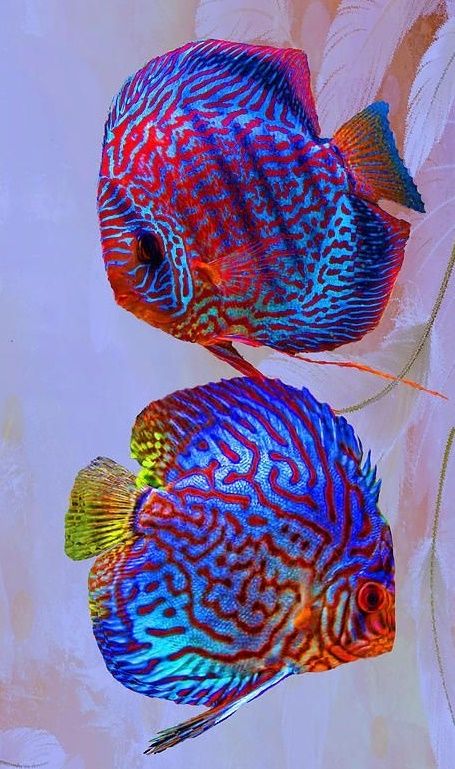 Discus  fish from the Amazon Ikan Air Tawar, Pretty Fish, Air Tawar, Fauna Marina, Discus Fish, Salt Water Fish, Cool Fish, Freshwater Aquarium Fish, Water Animals