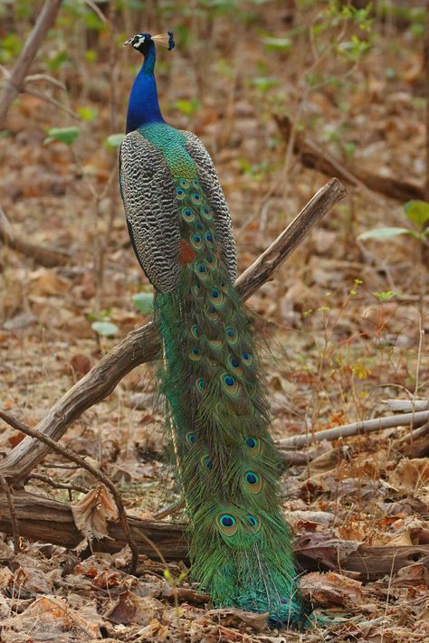 Indian Picock Peacocks, Birds, Animals, Quick Saves