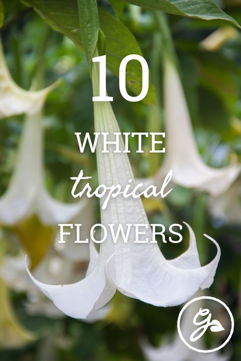 White Flowers Names, Plants With White Flowers, White Tropical Flowers, Mosquito Repelling, Hawaiian Gardens, Oregon Garden, Tropical Flower Plants, Front Garden Design, List Of Flowers