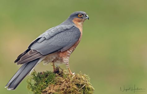 Sparrow Hawk | Sparrow Hawk (male) www.facebook.com/nigelhod… | Flickr Hawk Photography, British Birds Of Prey, Sparrow Hawk, Fastest Bird, Sparrowhawk, Telegram App, Get Free Stuff, Bird Garden, Birds Of Prey