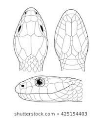 Snake Head Illustration Images, Stock Photos & Vectors | Shutterstock Snake Heads Drawing, Snake Head Drawing Reference, Snake Head Illustration, How To Draw A Snake Head, Snake Head Sketch, Snake Head Reference, Snake Drawing Reference, Snake Head Drawing, Snake Head Tattoo