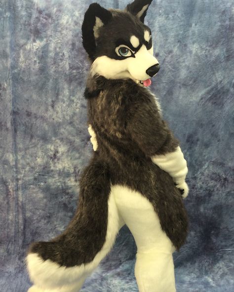 Husky wolf hybrid we designed and built in 2015 🐺❤️❤️❤️ #donthugcacti #fursuit #followmeyes #huskywolf #costume #cosplay #huskyfursuit… Husky Fursuit, Wolf Fursuit, Angel Dragon, Fursuit Ideas, Fur Suit, Wolf Hybrid, Kawaii Cosplay, Dancing Cat, Halloween Mask