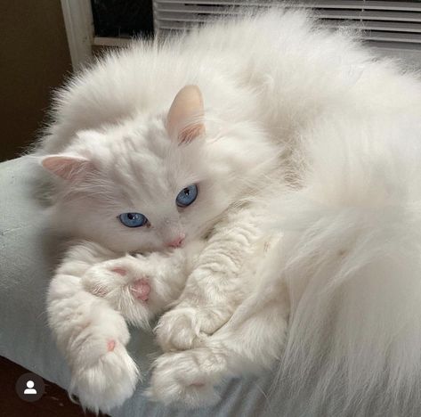 White Fluffy Cat, Gorgeous Cats, Cute Cats Photos, Pretty Animals, Cute Animals Images, Wake Me, Fluffy Cat, Cute Animal Photos, Funny Cute Cats