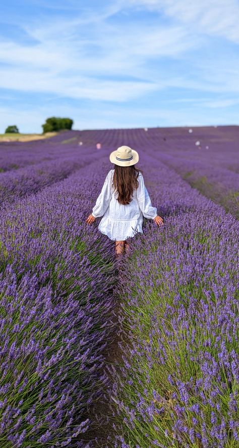 Lavender Feild Pic, Lavander Photoshoot, Lavender Farm Photoshoot, Lavender Fields Photography, Tulips Images, Photoshoot London, Lavender Perfume, Photoshoot Summer, Farm Pictures