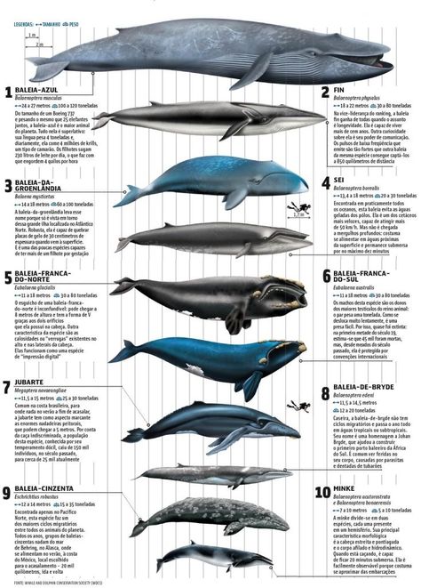 Whales, - infographic. [Source: WDS]. Blue Whale Pictures, Whale Pictures, Save The Whales, Whale Art, Water Animals, Marine Conservation, Ocean Conservation, Marine Mammals, Animal Facts