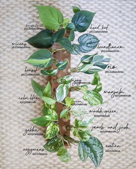 ZZ Botanical and Home on Instagram: “So beautiful and informative! 😍🌿💚 Which is your favourite?  Photo: @theboredwife  Several Pothos & Philodendron varieties including Devils…” Philo Glorious, Plant Leaf Identification, Tanaman Air, Apartment Hacks, Plant Goals, نباتات منزلية, Philodendron Plant, College Organization, Inside Plants