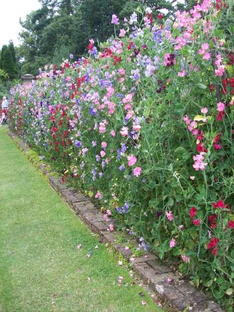 Sweet pea wall Fenced Front Yard Landscaping, Sweet Pea Planters, Sweet Peas In Garden, Sweet Pea Fence, Sweet Peas Garden, Sweet Pea Planting Ideas, Sweet Pea Arch, Sweet Pea Growing Ideas, Sweet Pea Garden Ideas