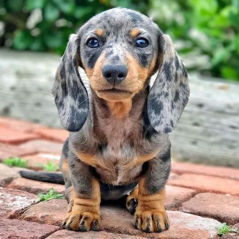 🐶DACHSHUND LOVER 🐶 on Instagram: "Rate cuteness 1 to 10 ❤️🥰 . . Crdt @minitegan . FOLLOW US👉 @dachshundcutelife For More Beautiful Videos🐶 Tag someone that should see this👬 👇🐶 🛫Free Shipping WORLDWIDE 🌎 🛒Shop now at 15% off Holiday Sale🛍 ☝️ 👆Check it out at our BIO LINK! ☝️👆 ' ' ' ' #dachshundfever #dachsunds #dachsundoftheday #dachshundfever #dachshundfamily #dachshundbaby #dachshundbrasil #dachshundaddict #dachsundpuppy #dacshundsofinstagram #dachshundpup #dachshundloversphoto #s Blue Dapple Dachshund, Puppy Blue Eyes, Funny Dog Signs, Dapple Dachshund Puppy, Funny Dog Jokes, Doxie Puppies, Baby Dachshund, Dog Jokes, Funny Dog Photos