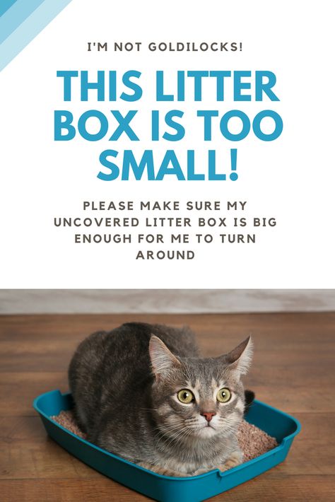 If the cat had to choose a litter box he would choose an uncovered litter box.  It does need to be big enough. Read more about the theory behind the benefits of an uncovered litter box.#uncoveredlitterbox #litterbox #catlitter #whichlitterbox Diy Litter Box, Cat Litter Box Liners, Best Litter Box, Automatic Litter Box, Best Cat Litter, Cleaning Litter Box, Small Kittens, Cat Litter Box Furniture, Litter Tray