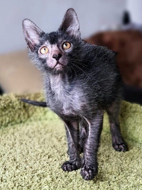 There are so many things to learn about cats and cats to learn about, and today, we - alongside twitter - have discovered a new cat. The Lykoi Cat - also known as the wolf-cat or the werewolf-cat. #funnycats #cats #funnypictures #funny #tweets Werewolf Cat, Lykoi Cat, Scary Cat, Dream's Cat, Warrior Cat Oc, Cute Cats Photos, Silly Animals, Warrior Cat, Calico Cat