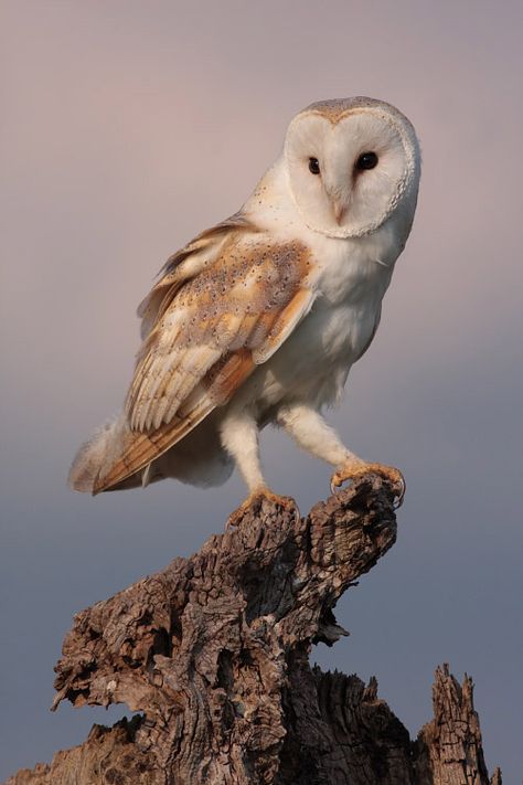 . Barn Owl Photography, Barn Owl Flying, Owl Aesthetic, Owl Habitat, Owl Sounds, Baby Barn Owl, Barn Owl Necklace, Owl Species, Owl Photos