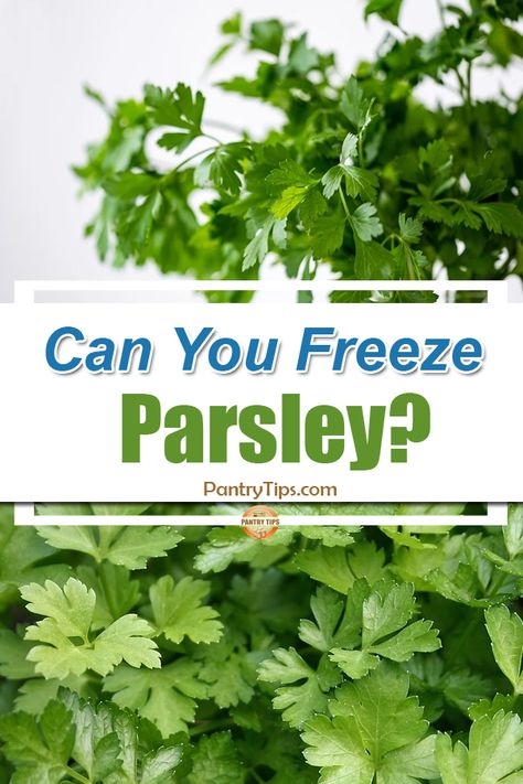 Can You Freeze Parsley, How To Freeze Fresh Parsley, How To Freeze Parsley, Freezing Parsley Fresh Herbs, Storing Fresh Parsley, Freeze Parsley, Freezing Parsley, Freezing Herbs, Freezing Food