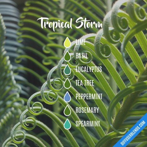 Tropical Storm - Essential Oil Diffuser Blend Storm Essential, Madame Zeroni, Summer Essential Oils, Oil Fragrances, Eo Blends, Essential Oil Perfumes Recipes, Doterra Diffuser Blends, Essential Oil Combinations, Magia Das Ervas