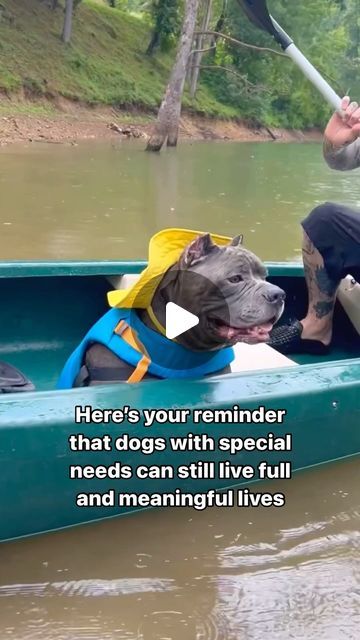 🦛 Pork Roll the House Hippo 🦛 on Instagram: "🥹🥰🥹 Mister Porkie Roll went for his very first boat ride & he had a blast! 🛶 🦛" House Hippo, Pork Roll, Boat Ride, Meaningful Life, Having A Blast, Special Needs, Animal Rescue, The House, Dogs