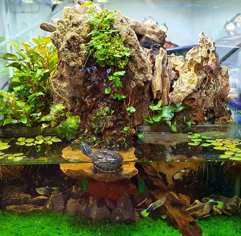 The aquatic area is customized to suit the specific needs and preferences of the particular turtle species being cared for. Aquaterrarium design from @chandra.wijaya.s Aquatic Turtle Enclosure Indoor, Planted Turtle Tank, Turtle Aquarium Ideas Diy, Turtle Aquarium Ideas, Turtle Terrarium Ideas, Terrarium Turtle, Aquatic Turtle Tank Ideas, Turtle Tank Setup Ideas, Turtle Tank Ideas