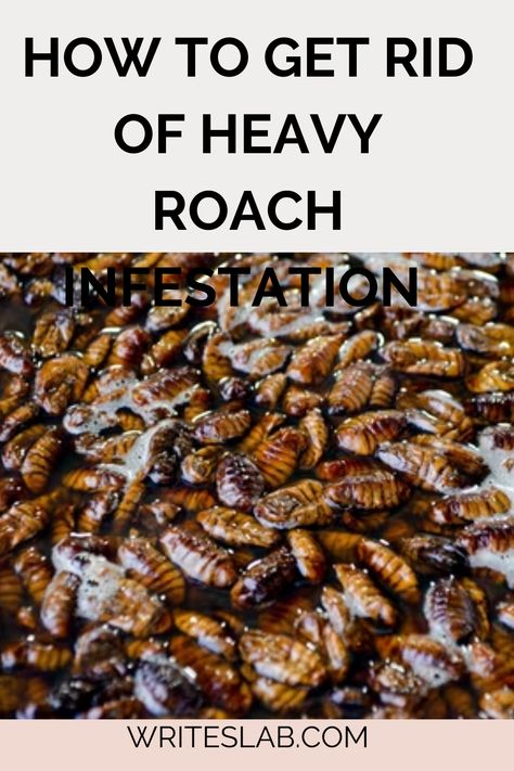 HOW TO GET RID OF HEAVY ROACH INFESTATION German Cockroaches How To Get Rid Of, Best Way To Get Rid Of Roaches, How To Get Rid Of German Roaches Fast, Boric Acid For Roaches, Borax Roach Killer Recipe, German Roaches Get Rid Of Diy, Diy Roach Killer Homemade, How To Kill Cockroaches Fast, How To Get Rid Of Roaches For Good