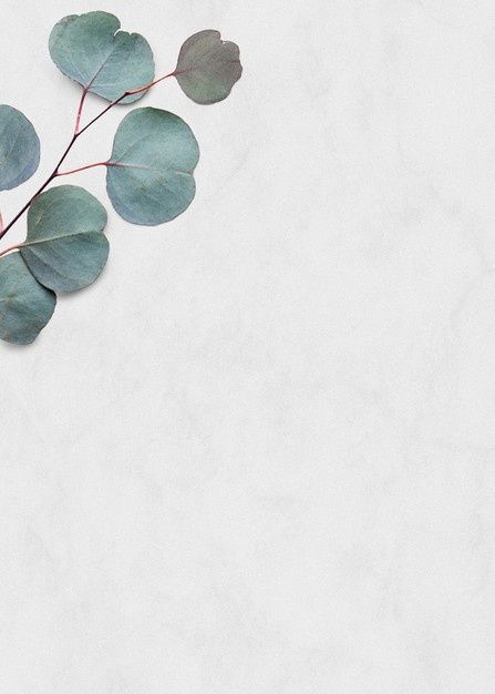 Eucalyptus Silver Dollar, Marble Iphone Wallpaper, Creative Backdrops, White Background Wallpaper, White Marble Background, Pastel Design, Eucalyptus Branches, Eucalyptus Leaf, Silver Dollar Eucalyptus