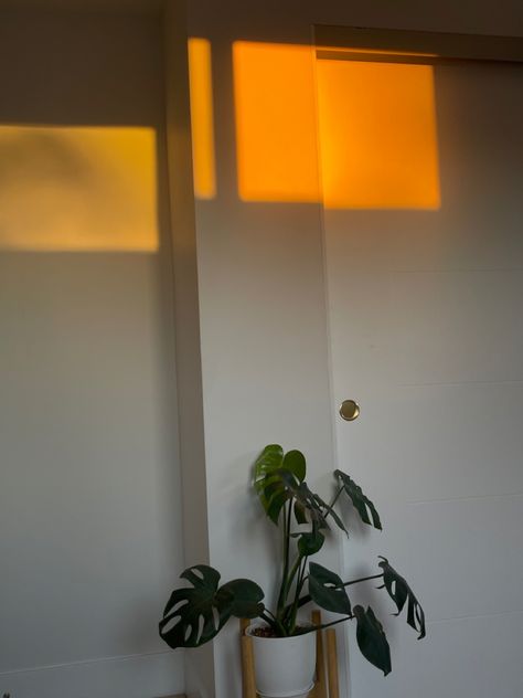 monsterrra at sunrise ! #plants #sunrise #morning #monsterra #aesthetic Sunrise Home, Paper Lamp, Novelty Lamp, Wall Lights, Table Lamp, Lighting, Plants