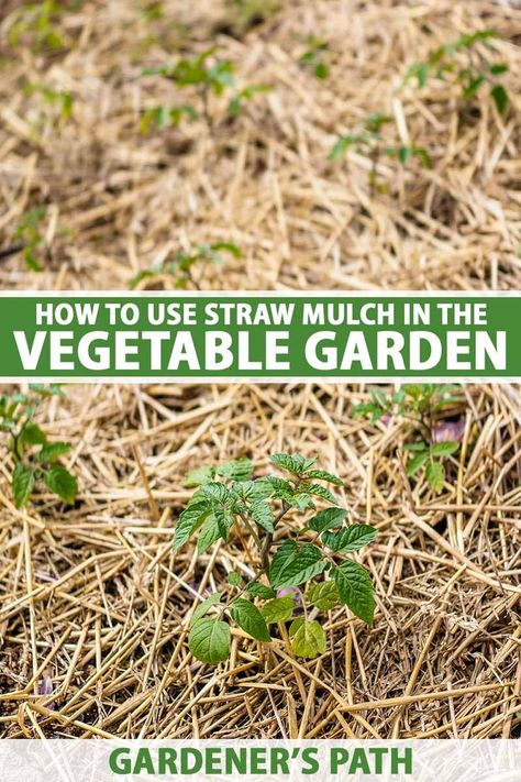 Using Straw In The Garden, Vegetable Garden Path Ideas, Straw Mulch Vegetable Garden, Best Mulch For Vegetable Garden, Garden Mulch Ideas, Straw Gardening, Bed Types, Growing Tomato, Garden Mulch