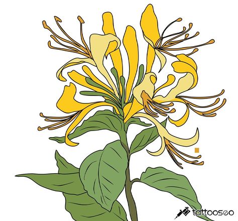 Honeysuckle Flower Tattoo Design, American Traditional Honeysuckle Tattoo, Honeysuckle Painting, Honeysuckle Tattoo, 2024 Illustration, July Birth Flower, June Birth Flower, Flower Board, Tattoo Filler