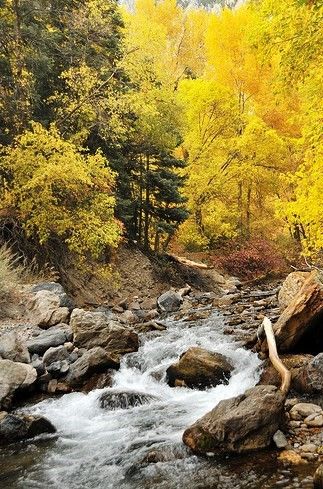 American Fork Canyon, Utah Alpine Utah, American Fork Canyon, Water Fall, Utah Usa, Fall Time, Fall Activities, Salt Lake City Utah, Autumn Activities, Salt Lake City