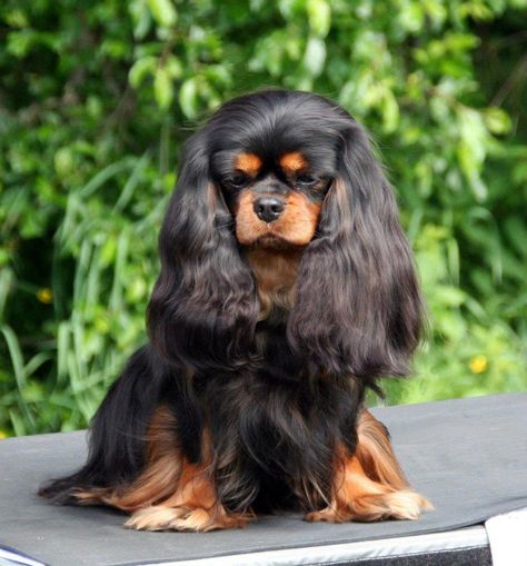 Black and Tan Cavalier Black And Tan Cavalier, Cavalier Dog, Cavalier King Charles Spaniel Tricolor, Puppy Facts, Ideas For Dogs, Spaniel Breeds, Cavalier King Charles Dog, Cavalier Puppy, King Charles Dog