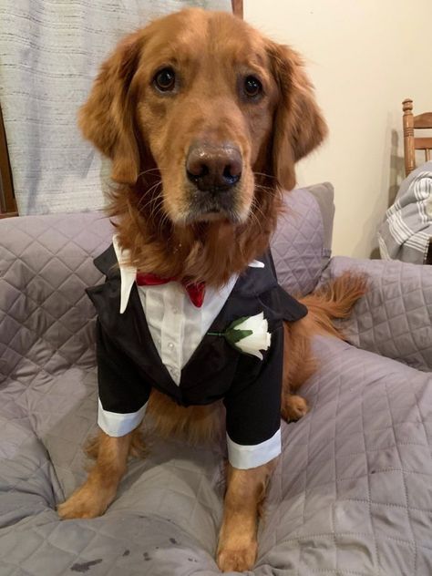 dog tuxedo for weddings Tuxedo For Dogs Wedding, Dog Wedding Clothes, Dog Suit Wedding, Suits For Dogs, Dog In Tuxedo, Tuxedo For Wedding, Dog Tuxedo Wedding, Puppy Wedding, Wedding Dogs