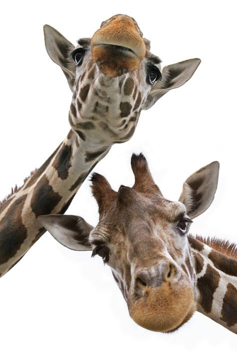 Giraffe couple :) Giraffe Couple, Research And Development, Giraffes, Robotics, Open Source, Animal Paintings, Machine Learning, Drawing Reference, Animals Wild