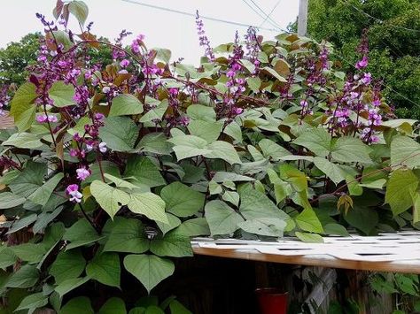 Hyacinth Bean Vine (AKA Friendship Vine) Hyacinth Bean, Hyacinth Bean Vine, Bean Varieties, Purple Hyacinth, Bean Pods, Echinacea Purpurea, Summer Plants, Favorite Flower, Hardy Perennials