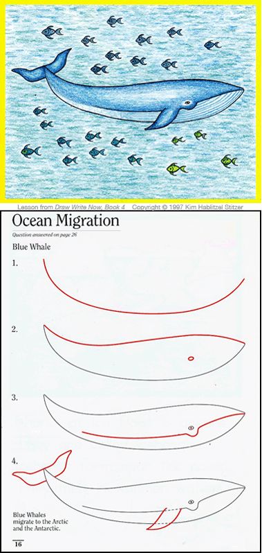 How to draw a blue whale Trin For Trin Tegning, A Whale, Homeschool Art, Blue Whale, Drawing Lessons, Mail Art, Elementary Art, Teaching Art, Art Plastique