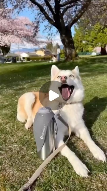 LumoLeaf on Instagram: "This spring, keep your dog refreshed during walks, hikes, and outings with LumoLeaf Stainless Steel Pet Water Bottle. 🐶👟 Stay hydrated, stay happy! 🐾

 #DogWaterBottle #HydrationOnTheGo #HappyDogHappyLife #lumoleaf #lumoleafbottle #summervibes #hydration #dogsofinstagram #founditonamazon #amazonfinds #amazonpets" Forrest Frank, Nomad Life, Pet Water Bottle, Dog Water Bottle, Stay Happy, Stay Hydrated, Happy Dogs, Happy Life, Summer Vibes