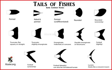 Home / Twitter Types Of Mermaid Tails, Types Of Mermaids, Fish Fins, Siren Tail, Shark Tail, Fish Fin, Mermaid Fin, Yellow Fish, Types Of Fish