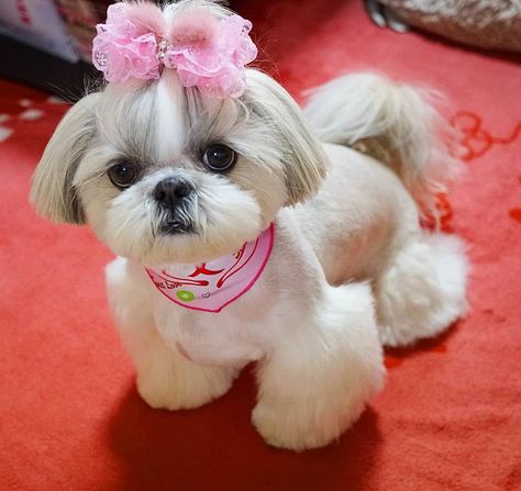 Love this cut for Sophie Bishon Shih Tzu, Shih Tzu Grooming Styles Female, Shitzu Dogs Haircuts, Shih Tzu Haircuts, Perro Shih Tzu, Chien Shih Tzu, Shitzu Dogs, Shih Tzu Grooming, Shitzu Puppies