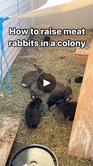 Rabbit Colony, Hobbit Cottage, Florida Farm, Meat Rabbits, Raising Rabbits, Best Meat, Apocalypse Survival, January 10, Small Farm