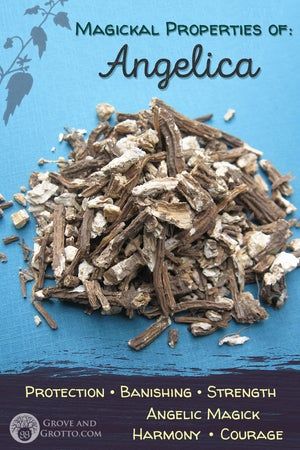 Angelica Root Witchcraft, Chicory Root Magical Properties, Angelica Root Magical Properties, Attraction Herbs, Angelica Herb, Herb Magic, Banish Negativity, Magical Plants, Angelica Root