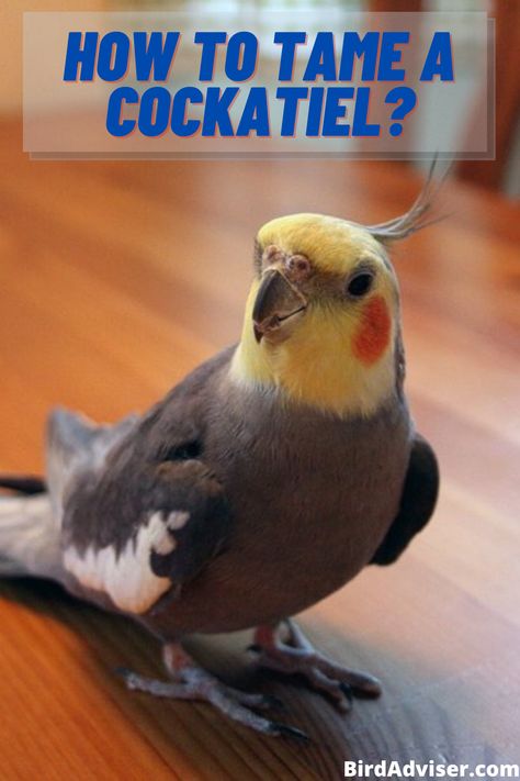 In this article, I have written a full guide on How to Tame a Cockatiel? and this guide is easy to follow with proven tactics. This will help your cockatiel. Cockatiel Cage Setup, Cockatiel Training, Cockatiel Care, Cockatiel Cage, Birds For Sale, Diy Bird Bath, Bird Cages, Pet Bird, Pet Training