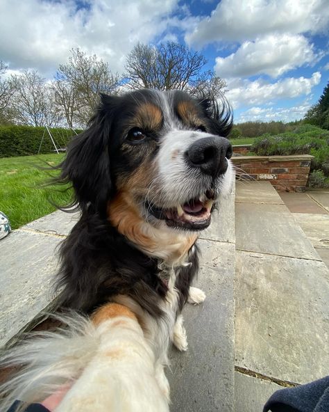 selfie time 😚🤳 the side eye in the second pic 🤭 #selfie #selfietime #dogselfie #puppyselfie #puppy #dogsofinstagram #dogoftheday Puppy Selfie, Dog Selfie, Instagram Selfie, Side Eye, Selfie Time, April 16, Dog Days, Two By Two, Siding