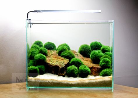 Marimo moss Ball Aquascape. This would make a great beta tank. Marimo Moss Ball Aquarium, Nano Aquascape, Moss Ball Aquarium, Marimo Moss, Marimo Moss Ball, Aquascape Design, Indoor Water Garden, Aquarium Terrarium, Moss Ball