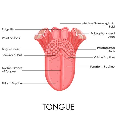 The Fake Tongue Illusion and Wine Tasting #wine #winetasting #wineeducation Tongue Anatomy, Human Tongue, Studera Motivation, Dental Anatomy, Basic Anatomy And Physiology, Nurse Study Notes, Medical Student Study, Tongue Health, Nursing School Studying