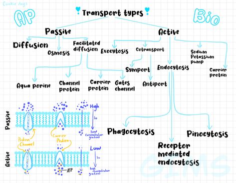 Membrane Transport Notes, Plasma Membrane Notes, Alevel Biology, Cell Membrane Transport, Membrane Transport, Cell Biology Notes, Biology For Kids, Bio Notes, Biochemistry Notes