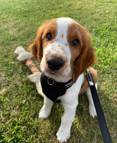 German Spaniel, Welsh Springer Spaniel, Springer Spaniel Puppies, Dog Angel, Raining Cats And Dogs, Spaniel Puppies, Horses And Dogs, Dog Projects, Super Cute Animals