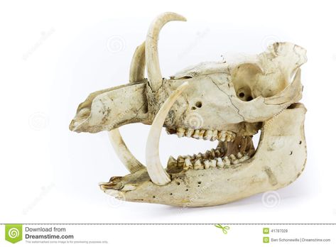 Boar Skull, Wild Pig, Wild Hog, Animal Skeletons, Animal Teeth, Animal Skull, Anatomy For Artists, Skull Artwork, White Poster