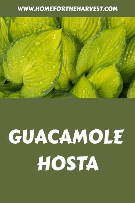 Guacamole hosta Guacamole Hosta, Slug Trap, Hosta Guacamole, Hosta Care, Hosta Varieties, Garden Therapy, Hosta Plants, Front Landscaping, Outside Living