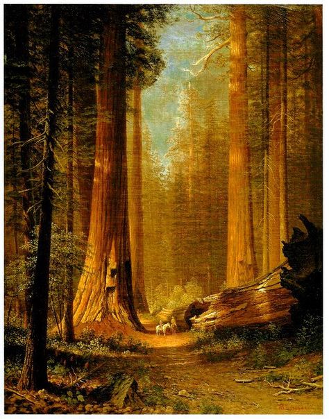 Redwood Trees, Albert Bierstadt, Redwood Tree, Yosemite Falls, Redwood Forest, Yosemite Valley, John Muir, Forest Art, Vintage Art Prints