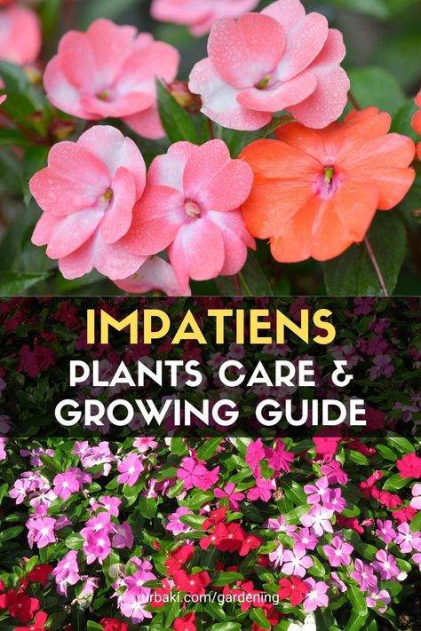 Impatiens plants are one of the most popular annual flowers, due to their colorful flowers and their ability to grow in shady areas. Although technically tropical perennials, these plants are grown as annuals in all but the warmest regions (zones 10 to 12). The genus Impatiens, one of two genera in the Balsam family of plants, has many dozen species, two of which are common garden plants. Impatiens flowers get their name from the Latin impatiens, which means "impatient." Impatients Flowers Beds Ideas, Sun Impatients Flowers, Impatients Flowers Beds, Inpatients Flowers, Impatients Flowers Pots, Impatience Flowers, Impatients Flowers, Impatient Flowers, Gardening Notebook