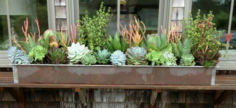 Succulent window box..looks like a coral reef!! Succulent Window Box Ideas, Planter Boxes Flowers, Diy Planters Indoor, Succulent Landscape Design, Purple Succulents, Succulent Landscaping, Window Planters, Colorful Succulents, Succulents In Containers