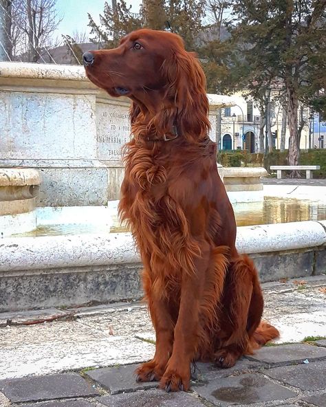 Irish Setter Puppy, Setter Puppies, Irish Red Setter, Irish Setter Dogs, Pretty Dogs, Best Dog Breeds, Irish Setter, Horse Life, Dog Images