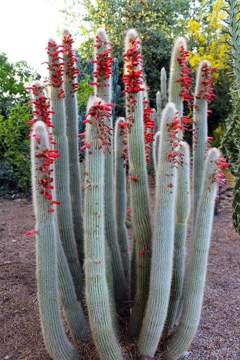 Blooming Cactus, Desert Garden, Unusual Plants, Agaves, Desert Plants, Cactus Y Suculentas, Cactus Garden, Cactus Flower, Cactus And Succulents