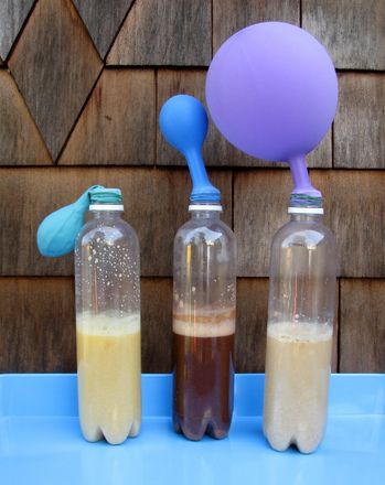 Yeast Science: Can Yeast Inflate a Balloon? | Education.com Chemical Reactions For Kids, Balloon Activities, Science Demonstrations, Life Science Activities, Fourth Grade Science, Science Club, 4th Grade Science, Science Fair Projects, Preschool Science